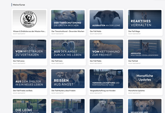 Wissen & Einblicke aus der Mission Hundedorf
