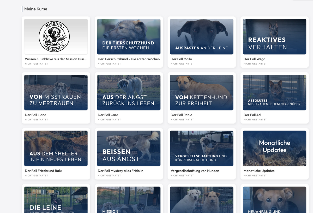 Wissen & Einblicke aus der Mission Hundedorf