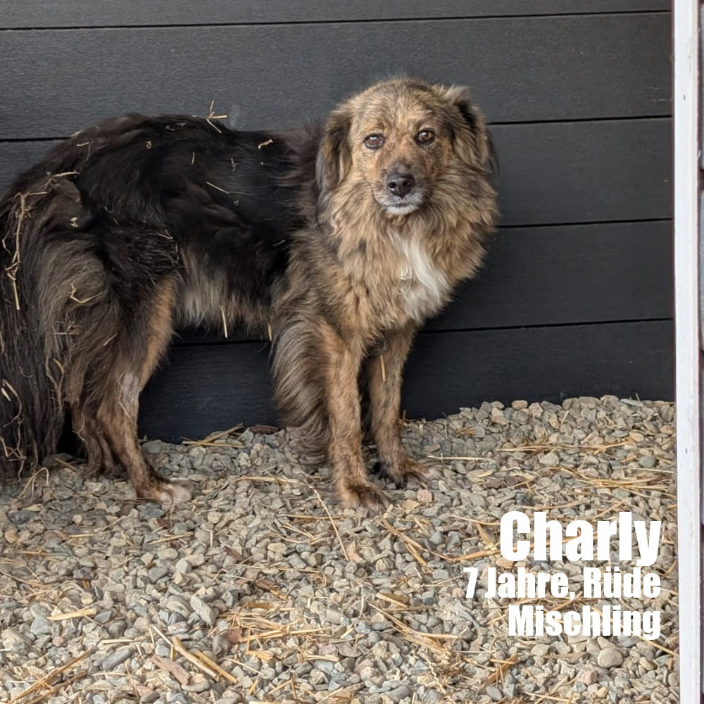 Hundepatenschaft – Gemeinsam für eine bessere Zukunft