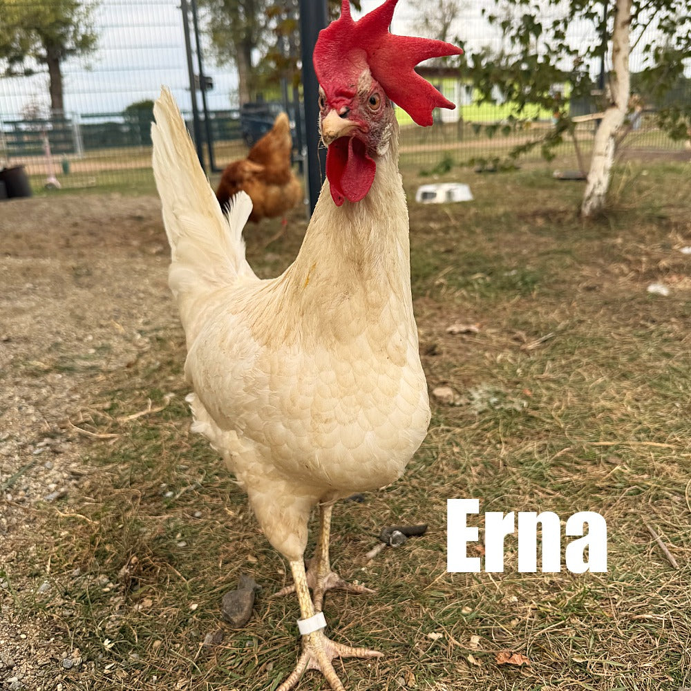 Hühnerpatenschaft – Gemeinsam für ein artgerechtes Leben
