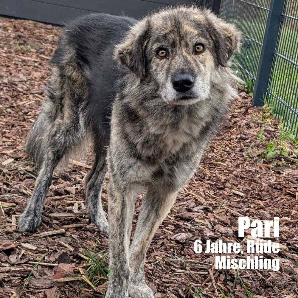 Hundepatenschaft – Gemeinsam für eine bessere Zukunft