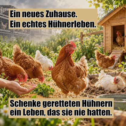 Hühnerpatenschaft – Gemeinsam für ein artgerechtes Leben